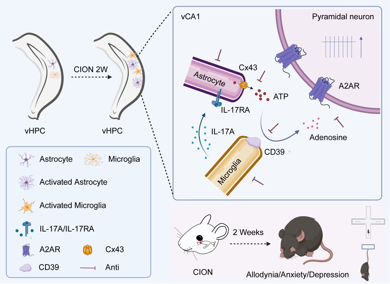 复旦大学脑科学研究院